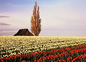 USA, Washington State, Skagit Valley, Red and white tulip field with barn and poplar USA, Washington State, Skagit Valley, Red and white tulip field with barn and poplar