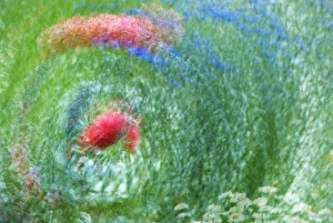 USA, Washington, Whidbey Island. Montage of flowers and greenery USA, Washington, Whidbey Island. Montage of flowers and greenery