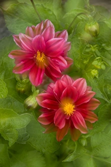 USA, Washington, Whidbey Island. Dahlia montage USA, Washington, Whidbey Island. Dahlia montage