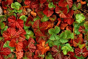 USA, Washington, Wild Strawberries USA, Washington, Wild Strawberries