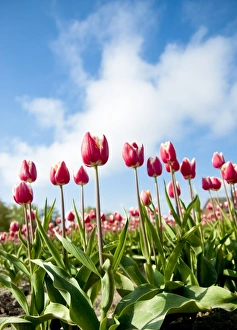 USA, Washington. World famous Skagit Valley tulips in bloom USA, Washington. World famous Skagit Valley tulips in bloom