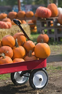 USA-WISCONSIN-Mississippi River Valley-Pepin: Pumpkins for sale / Autumn USA-WISCONSIN-Mississippi River Valley-Pepin: Pumpkins for sale / Autumn