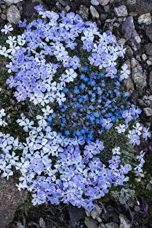 USA, Wyoming. Alpine forget-me-not and Alpine Phlox, Beartooth Pass USA, Wyoming. Alpine forget-me-not and Alpine Phlox, Beartooth Pass