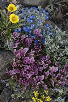 USA, Wyoming. Alpine forget-me-not and dwarf clover, Beartooth Pass USA, Wyoming. Alpine forget-me-not and dwarf clover, Beartooth Pass