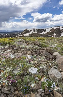USA, Wyoming. An alpine meadow of wildflowers and boulders with clouds, Beartooth Pass USA, Wyoming. An alpine meadow of wildflowers and boulders with clouds, Beartooth Pass