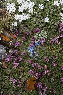 USA, Wyoming. Alpine wildflowers growing among rocks, Beartooth Pass USA, Wyoming. Alpine wildflowers growing among rocks, Beartooth Pass