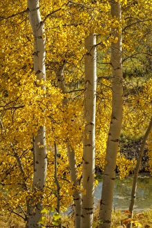 USA, Wyoming. Aspen trees with yellow leaves next to a pond USA, Wyoming. Aspen trees with yellow leaves next to a pond