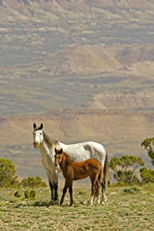 USA, Wyoming, Carbon County. Wild horse mare and colt USA, Wyoming, Carbon County. Wild horse mare and colt