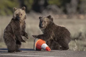 USA, Wyoming, Glacier National Park. Yearling grizzly cubs play with traffic cone on road USA, Wyoming, Glacier National Park. Yearling grizzly cubs play with traffic cone on road