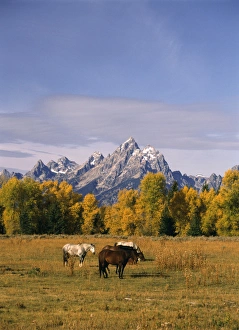 USA, Wyoming, Horses in Grand Teton National Park USA, Wyoming, Horses in Grand Teton National Park