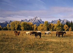 USA, Wyoming, Horses on moran junction at Grand Teton National Park USA, Wyoming, Horses on moran junction at Grand Teton National Park