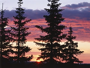 USA, Wyoming, Medicine Bow - Routt National Forest, Sierra Madre, Silhouette of trees USA, Wyoming, Medicine Bow - Routt National Forest, Sierra Madre, Silhouette of trees