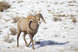 USA, Wyoming, National Elk Refuge, Bighorn sheep ram walking in snow USA, Wyoming, National Elk Refuge, Bighorn sheep ram walking in snow