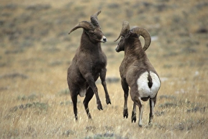 USA, Wyoming, near Dubois, Wind River Mountains, Whiskey Mountain, Two Bighorn Rams USA, Wyoming, near Dubois, Wind River Mountains, Whiskey Mountain, Two Bighorn Rams