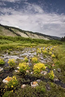 USA, Wyoming. Stream bed filled with Monkey flower, Bridger National Forest USA, Wyoming. Stream bed filled with Monkey flower, Bridger National Forest