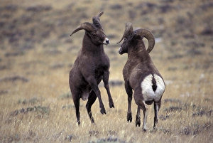 USA, Wyoming, Whiskey Mountain Bighorns jousting USA, Wyoming, Whiskey Mountain Bighorns jousting