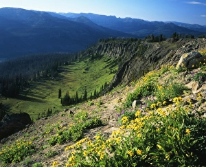 USA, Wyoming, Wildflowers along continental divide USA, Wyoming, Wildflowers along continental divide