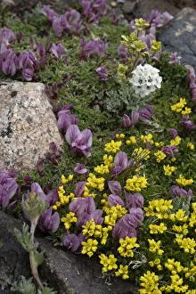 USA, Wyoming. Yellowstone Draba, Alpine Smelowskia and dwarf clover, Beartooth Pass USA, Wyoming. Yellowstone Draba, Alpine Smelowskia and dwarf clover, Beartooth Pass