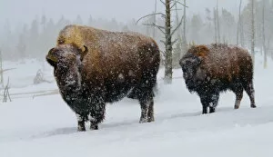 Bison Collection: USA, Yellowstone National Park. Bison in winter