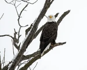Bald Eagle Images Prints: Bald Eagle staring