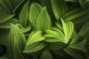 Corn Lily Print