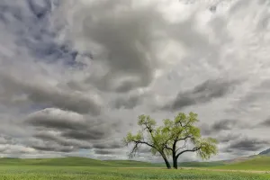 American Countryside Views Prints: Single tree among wheat fields and clouds, Palouse region of eastern Washington