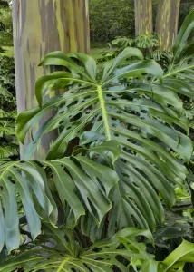 Split Leaf Philodendron and Rainbow Eucalyptus Tree Print