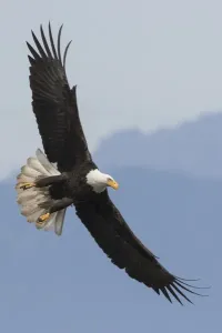 Prints of Bald Eagle flying Leucocephalus Prints: Bald Eagle Flight Print