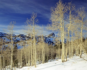 UTAH. USA. Aspen & Mount Magog in winter near Tony Grove Lake. Bear River Range UTAH. USA. Aspen & Mount Magog in winter near Tony Grove Lake. Bear River Range