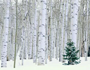 UTAH. USA. Aspen (Populus tremuloides) & Douglas fir (Pseudotsuga menziesii) in winter UTAH. USA. Aspen (Populus tremuloides) & Douglas fir (Pseudotsuga menziesii) in winter