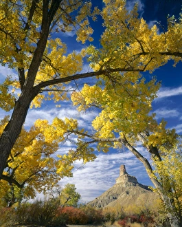 UTAH. USA. Gunnison Butte framed by cottonwoods (Populus fremontii) & squawbush UTAH. USA. Gunnison Butte framed by cottonwoods (Populus fremontii) & squawbush