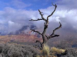 Utah. USA. Pinyon pine snag above Virgin River Valley. Clouds of clearing storm on Mt Utah. USA. Pinyon pine snag above Virgin River Valley. Clouds of clearing storm on Mt