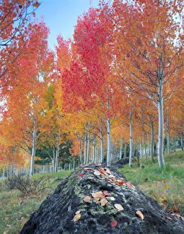 UTAH. USA. Red aspen grove (Populus tremuloides). Boulder Mountain in autumn. Dixie UTAH. USA. Red aspen grove (Populus tremuloides). Boulder Mountain in autumn. Dixie