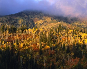 UTAH, USA. Slopes of Bountiful Peak in autumn. Wasatch Mountains. Wasatch-Cache National UTAH, USA. Slopes of Bountiful Peak in autumn. Wasatch Mountains. Wasatch-Cache National