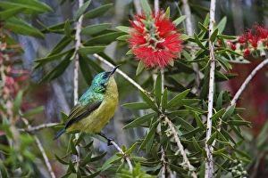 Variable Sunbird, Nectarinia venusta, Aberdare Country Club, Nyeri, Kenya Variable Sunbird, Nectarinia venusta, Aberdare Country Club, Nyeri, Kenya