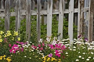 Various flowers in picket fence, Virginia City, Montana Various flowers in picket fence, Virginia City, Montana