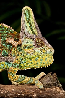 Veiled Chameleon Chamaeleo calyptratus Native to Yemen Habitat Varied Trees Veiled Chameleon Chamaeleo calyptratus Native to Yemen Habitat Varied Trees