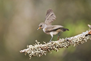 Verdin (Auriparus flaviceps) juvenile on perch Verdin (Auriparus flaviceps) juvenile on perch