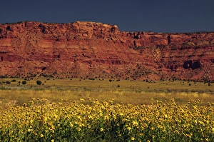 Vermillion Cliffs and Field of Yellow Flowers, Arizon; USA Vermillion Cliffs and Field of Yellow Flowers, Arizon; USA