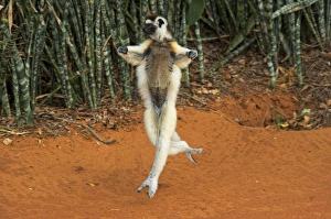 Verreauxs sifaka hopping, Propithecus verreauxi, Berenty Reserve, Madagascar Verreauxs sifaka hopping, Propithecus verreauxi, Berenty Reserve, Madagascar