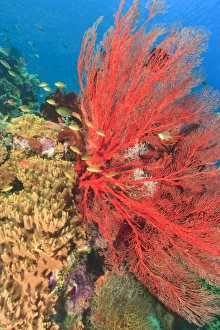 Vibrant Sea Fan and schooling Anthias fish (Pseudanthias squamipinnis Vibrant Sea Fan and schooling Anthias fish (Pseudanthias squamipinnis