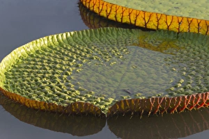 Victoria amazonica lily pads on Rupununi River, southern Guyana Victoria amazonica lily pads on Rupununi River, southern Guyana