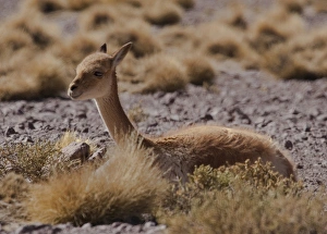 The vicuna is one of two wild South American camelids which live in the high alpine The vicuna is one of two wild South American camelids which live in the high alpine