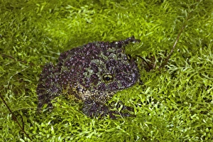 Vietnamese Mossy Frog Prints: Vietnamese Mossy Frog, Theloderma corticale