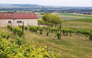 A view over the mother vines or even grand mother vines that are the source for new plants A view over the mother vines or even grand mother vines that are the source for new plants