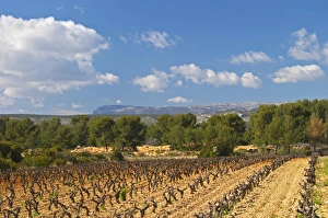 View over the vineyard in spring towards the Ste Baume mountains. Grenache Domaine View over the vineyard in spring towards the Ste Baume mountains. Grenache Domaine