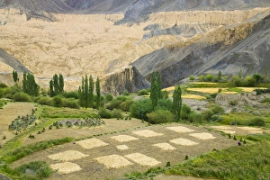 Village and barley field in the Himalayas, Ladakh, India Village and barley field in the Himalayas, Ladakh, India