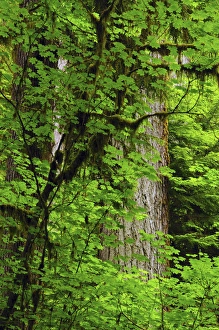 Vine Maple and Douglas Fir, Hoh Rain Forest, Olympic National Park, Washington, USA Vine Maple and Douglas Fir, Hoh Rain Forest, Olympic National Park, Washington, USA