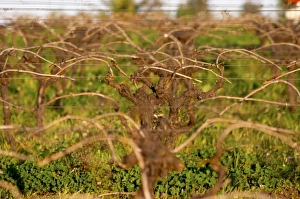 Vines trained in Guyot simple, winter pruned, wooden supporting posts and metal wires Vines trained in Guyot simple, winter pruned, wooden supporting posts and metal wires