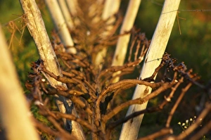 Vines trained in Lyre, winter pruned, wooden supporting posts and metal wires to tie the vines to Vines trained in Lyre, winter pruned, wooden supporting posts and metal wires to tie the vines to